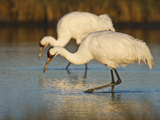 Whooping Crane  Aransas National Wildlife Refuge  Texas  USA