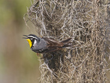 Yellow-Throated Warbler  Texas  USA