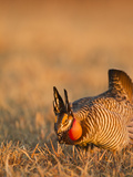 Male Prairie Chickens at Lek in Loup County  Nebraska  USA