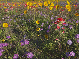 Wildflowers  Texas  USA