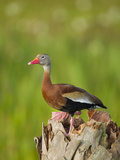 Black-Bellied Whistling Duck on Cabbage Palm  Dendrocygna Autumnalis  Viera Wetlands  Florida  USA