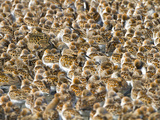 Mostly Western Sandpiper  Few Dunlin and Dowitcher  Bottle Beach on Grey's Harbor  Washington  USA