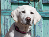 Portrait of a Goldendoodle Puppy Sitting in Front of a Blue Door  New Mexico  USA