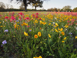 Wildflowers  Texas  USA