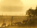 White-Tailed Deer Crossing Water Along Fence Line at Sunrise  Central Florida  USA