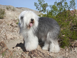 An Old English Sheepdog Standing in Foothills Next to Creosote  Colorado Desert  California  USA