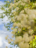 Bill Mackenzie Clematis Seed Heads  England