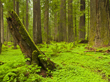 Forest Floor  Humboldt Redwood National Park  California  USA