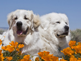 Two Great Pyrenees Lying in a Field of Wild Poppy Flowers in Antelope Valley  California  USA