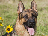 Portrait of German Shepherd Sitting with Sunflowers  New Mexico  USA