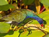 Purple Gallinule  Florida  USA