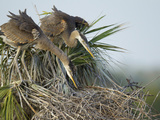 Great Blue Heron Chicks in Nest Looking for Bugs  Ardea Herodias  Viera Wetlands  Florida  USA