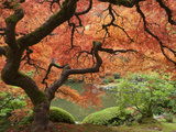 Japanese Maple  Portland Japanese Garden  Oregon  USA