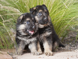Two German Shepherd Puppies Sitting Together on Garden Pathway  New Mexico  USA