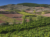 Vineyards  Bobadilla  Spain
