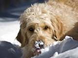 A Goldendoodle with Snow on it's Nose  New Mexico  USA