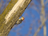 Red-Bellied Woopecker in Tree Near Kearney  Nebraska  USA