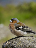Male Chaffinch  Armadale  Isle of Skye  Inner Hebrides  Scotland