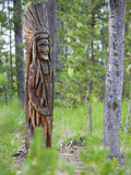 Indian Carving in Tree  Sawtooth National Recreation Area  Idaho  USA