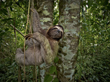Three-Toed Sloth (Bradypus Variegatus) Perezoso De Tres Dedos  Cahuita  Caribe  Costa Rica