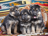 Three German Shepherd Puppies Sitting in a Row on Southwestern Blankets  New Mexico  USA