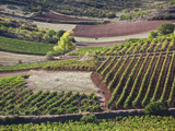 Vineyards  Bobadilla  Spain