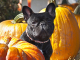 A French Bulldog Sitting Between a Row of Pumpkins
