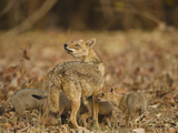 Jackal with Pups  Madhya Pradesh  Pench National Park  India