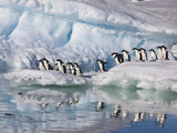 Adelie Penguins  Devil Island  Antartica  Antarctic