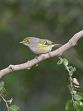 White-Eyed Vireo  Texas  USA
