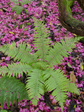 Forest Ferns  Armadale Castle and Gardens  Armadale  Isle of Skye  Inner Hebrides  Scotland