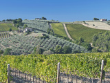 Vineyards and Olive Groves  Montefalco  Italy