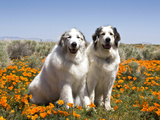 Two Great Pyrenees Together in Field of Wild Poppy Flowers  Antelope Valley  California  USA