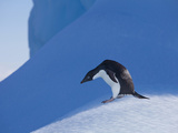 Adelie Penguin  Devil Island  Antartica  Antarctic