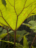Plant Detail at a Botanical Garden  Quito  Ecuador