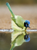 Green Jay  Texas  USA