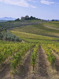 Vineyard  Chianti  Italy
