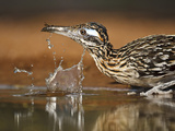 Greater Roadrunner  Texas  USA