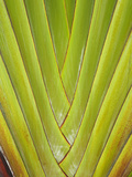 Palm Frond Pattern  Coral Coast  Viti Levu  Fiji  South Pacific