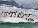 Adelie Penguins  Devil Island  Antartica  Antarctic