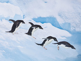 Adelie Penguins  Paulet Island  Antartica  Antarctic