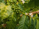 Greenwell Kona Coffee Farm  Big Island  Hawaii  USA