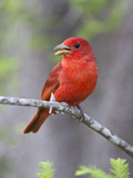 Summer Tanager  Texas  USA