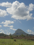 Sugar Cane Fields  Mauritius