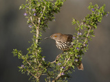 Long-Billed Thrasher  Santa Clara Ranch  Texas  USA
