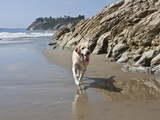 Yellow Labrador Retriever Walking in Sand at Hendrey's Beach in Santa Barbara  California  USA