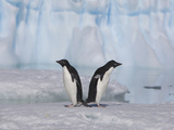 Adelie Penguins  Devil Island  Antartica  Antarctic