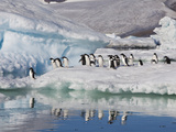 Adelie Penguins  Devil Island  Antartica  Antarctic