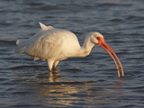 White Ibis  Texas  USA