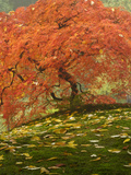 Japanese Maple at the Portland Japanese Garden  Oregon  USA